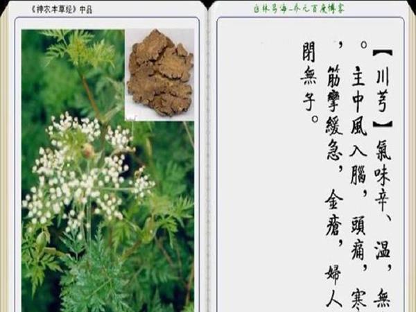 中草药相关知识(中草药的相关知识)