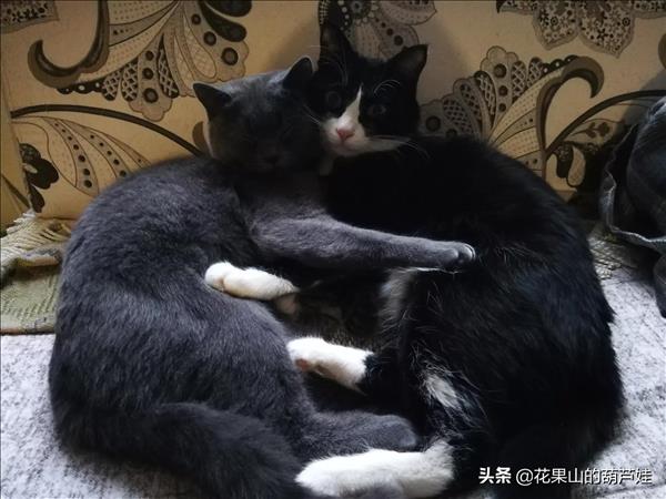 什么样的男人贱(人得猫癣不治疗自己会痊愈吗)