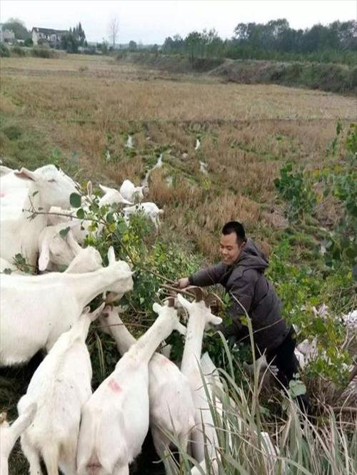 养羊养殖基地(养牛麻烦还是养羊麻烦)