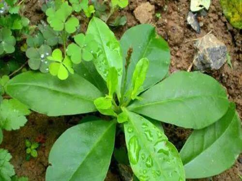 农村地边的草药(有药用价值的野菜)