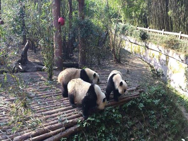 四川成都有什么好玩的地方(延申：四川成都有什么好玩的地方景点推荐)