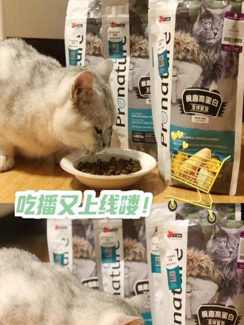 大牌子猫粮(大品牌猫粮有哪些牌子)