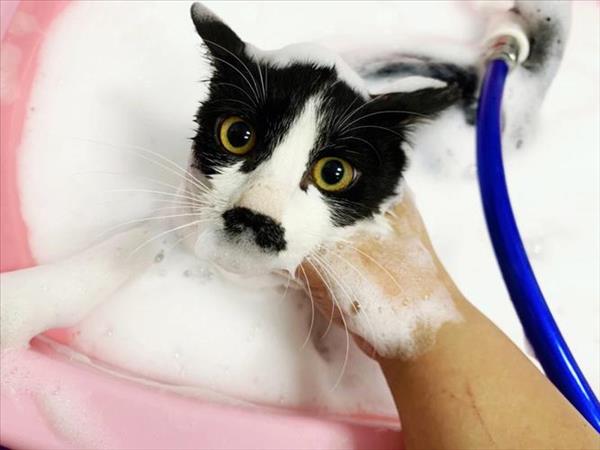 宠物猫一个月洗一次澡可以吗[猫一个月洗一次澡还需要驱虫吗]