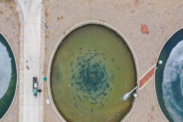 新疆养殖什么赚钱(海南水产养殖基地)