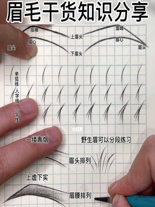 眉毛的专业知识与话术[眉毛的相关知识]