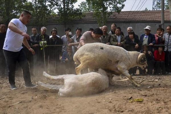 羊倒立是什么意思(羊倒栏是怎么算的)