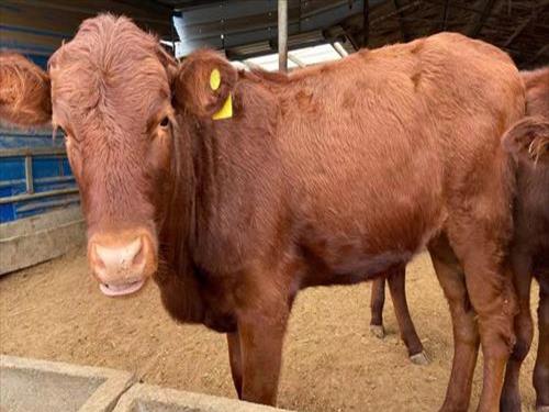 肉牛养殖场地建设图片(肉牛养殖家庭农场简介怎么写)