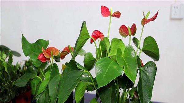 花卉红掌的养殖方法(花卉红掌养殖方法视频)