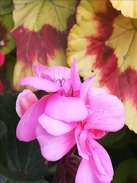 花盆中土壤板结为何会影响植物生长(花盆土容易板结)